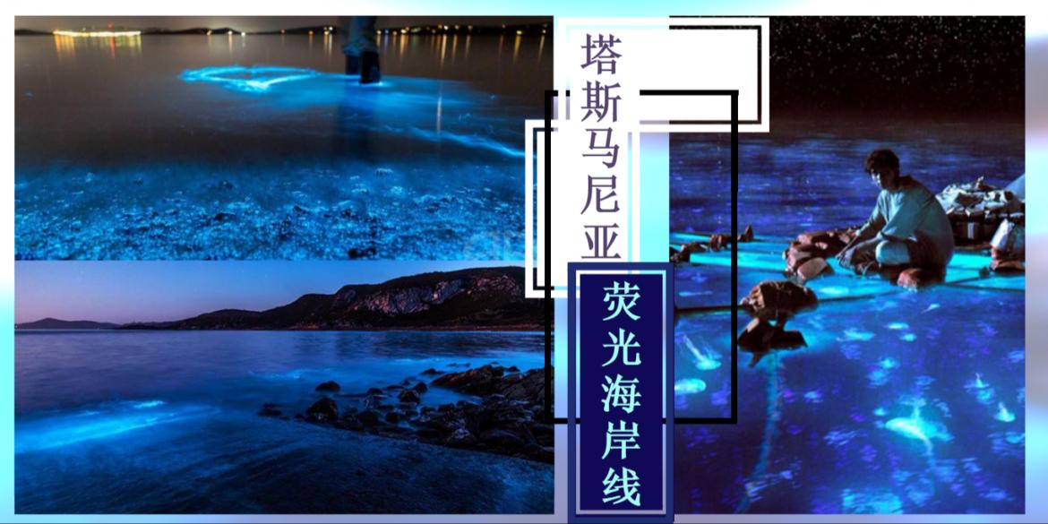 【旅行】Tasmania海湾的海洋之光【精灵闪烁的夜晚】