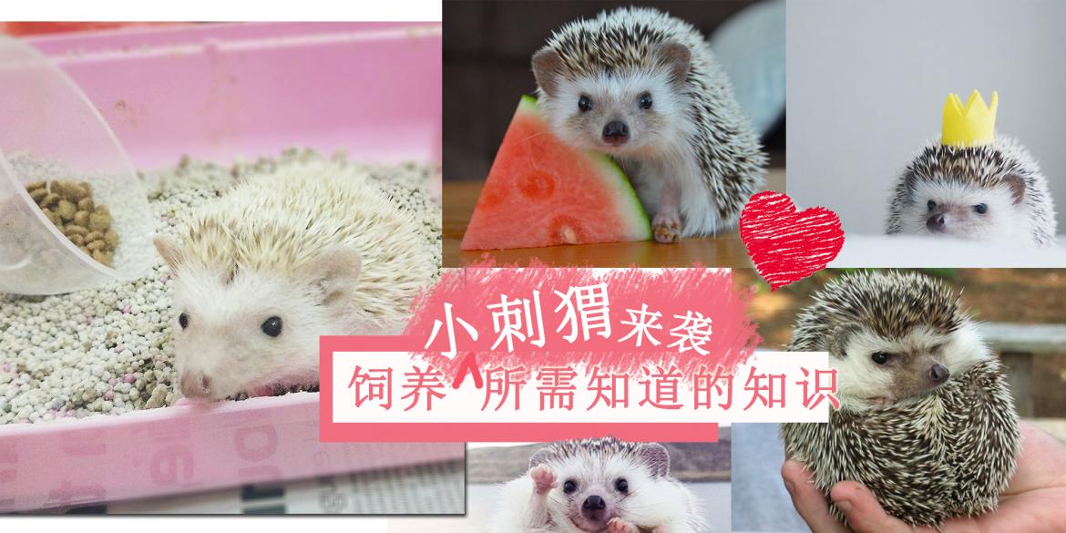 【其他】饲养迷你刺猬 Pet Hedgehog| 所必须知道及注意的事项,做一个有爱心又负责任的饲主。