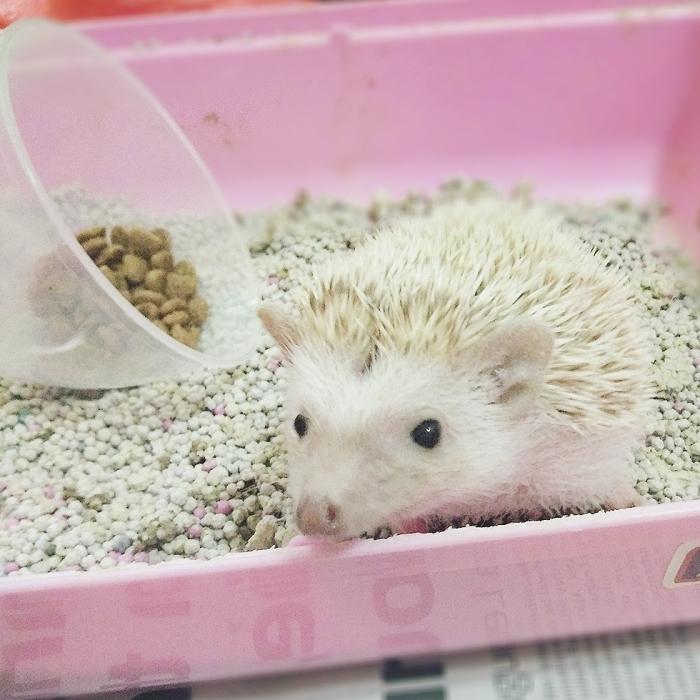 【其他】饲养迷你刺猬 Pet Hedgehog| 所必须知道及注意的事项,做一个有爱心又负责任的饲主。