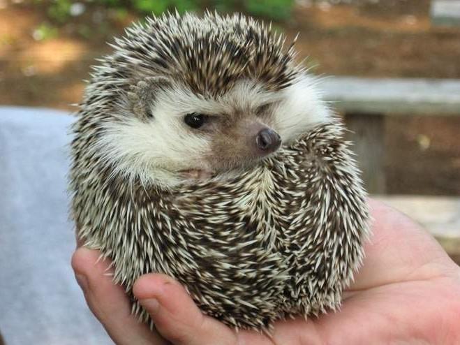 【其他】饲养迷你刺猬 Pet Hedgehog| 所必须知道及注意的事项,做一个有爱心又负责任的饲主。