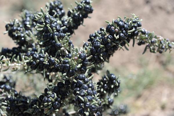 【健康饮食】【抗衰老神物- 黑枸杞 Black Goji Berry】美颜又健体的圣品!还可以【减肥】?!千万别错过!!