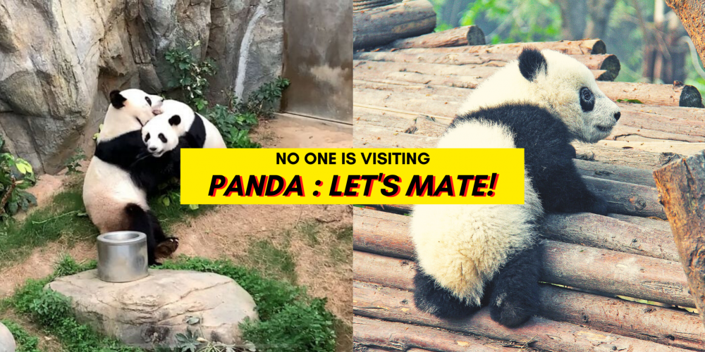 Panda: MCO is boring? No prob, let’s mate!