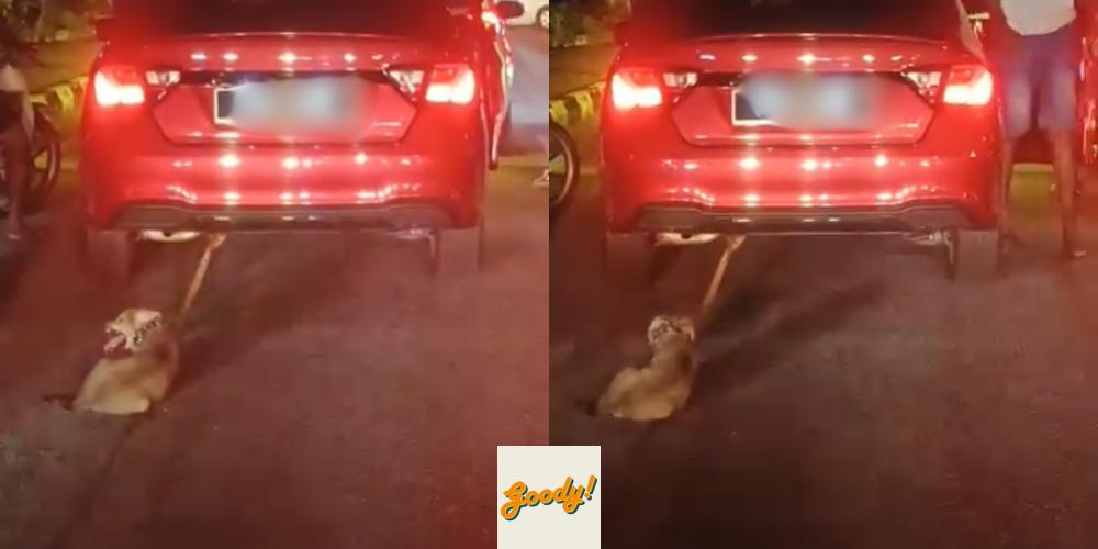 Dog In Critical Condition After Being Tied & Dragged Behind Car Nearly ...
