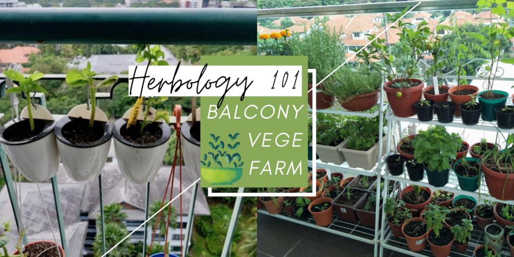 Create An Edible Balcony Garden with These Easy to Grow Vegetables
