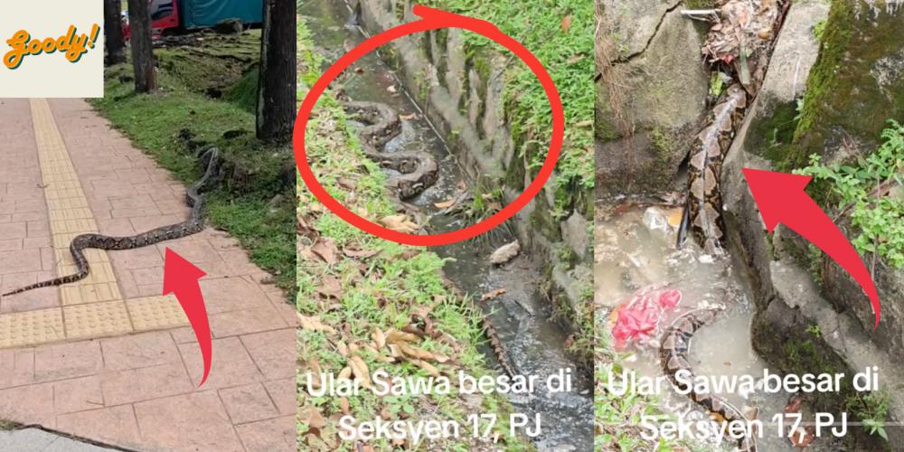 Beware The Python WATCH: Beware! A Giant Python Was Seen In Section 17, PJ & Was Caught ...