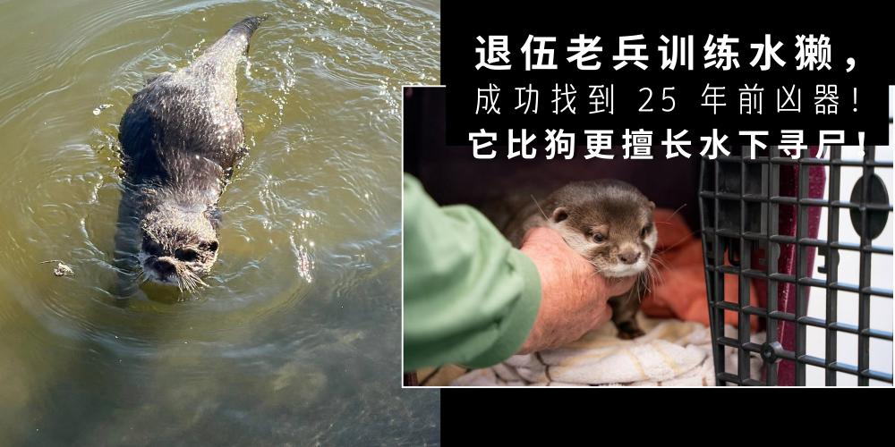 【新闻】它比狗更擅长水下寻尸！退伍老兵训练水獭，成功找到 25 年前凶器！